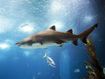 Great white shark swimming in blue sea