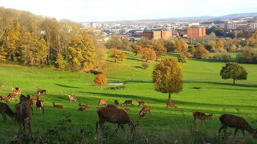 Cows grazing on field against sky