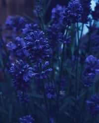 Close-up of purple flowering plant