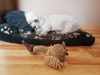 View of a dog resting on hardwood floor