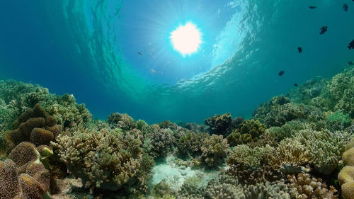 undersea