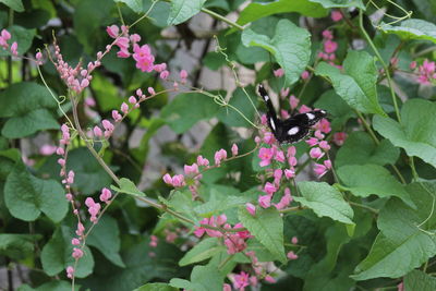 Close-up of butterfly on plant