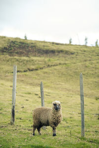 Sheep in a field