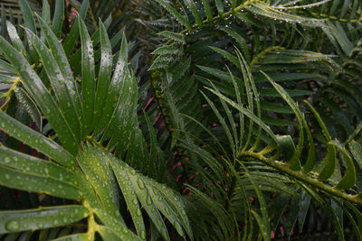 Close-up of wet plant