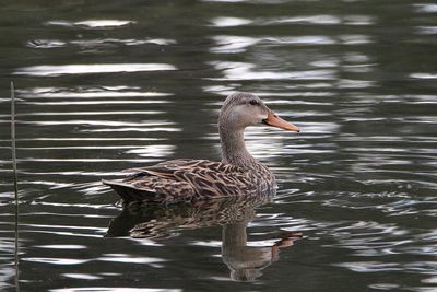 Duck swimming in a lake