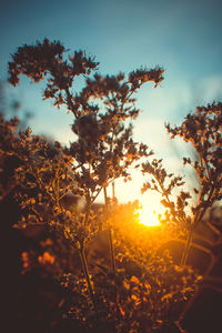 Close-up of plants growing on field against sky during sunset