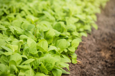 Close-up of fresh vegetables on field