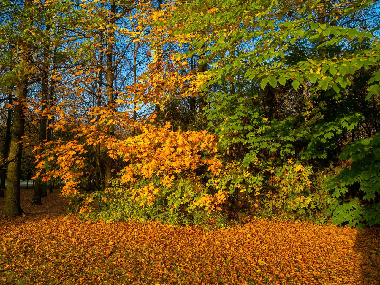 TREES AND PLANTS IN FOREST