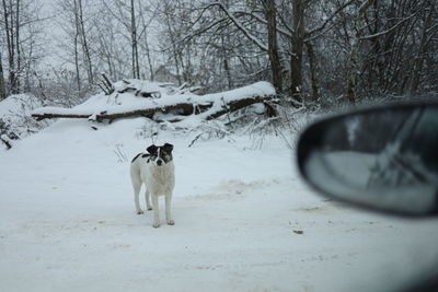 Dog standing on snow covered land