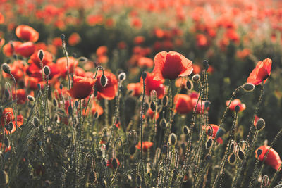 Close-up of poppy flowers growing in field