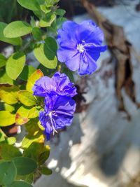 Close-up of purple flowers blooming outdoors