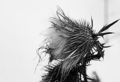 Close-up of wilted plant against clear sky