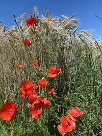 Close-up of red poppy flowers on field