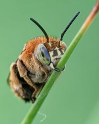 Close-up of bee on leaf