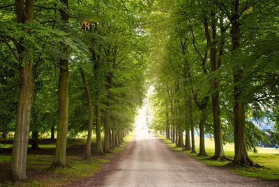 Footpath amidst trees in forest