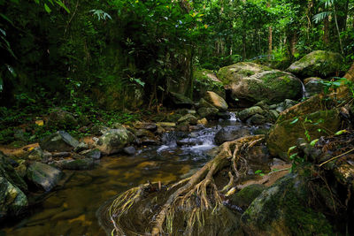 Stream flowing through rocks in forest