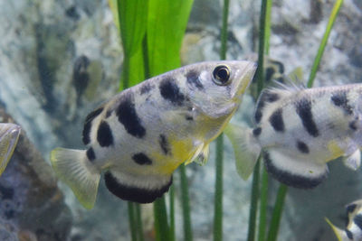 Close-up of fish swimming in sea