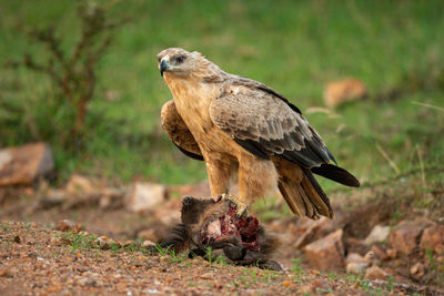 Close-up of owl eating on field