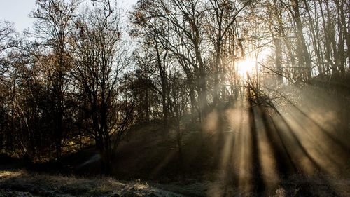 Trees in forest