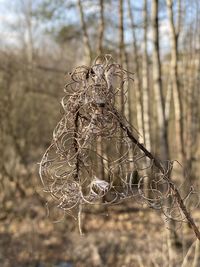 Close-up of wilted plant on field