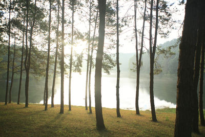 Trees in forest