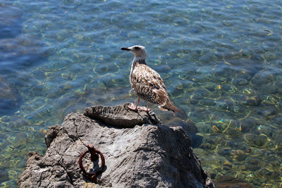 Seagull perching on rock by lake