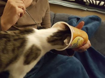 Close-up of hand holding cat