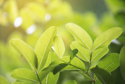 Close-up of green leaves