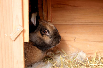 Close-up portrait of a little rabbit. 