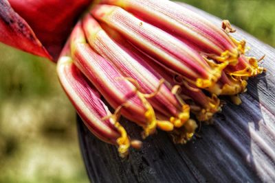 Close-up of red chili peppers on wooden table