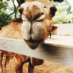 Close-up of horse