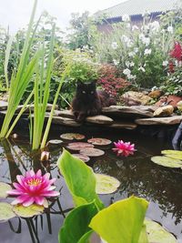 View of a cat with flower