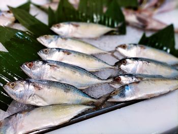 Fresh raw mackerel fish