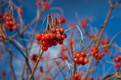 Juicy fruits of red viburnum growing on the bush.