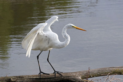 Bird perching on a lake