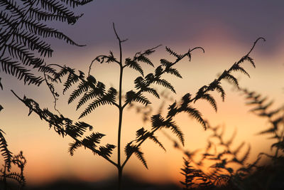 Close-up of silhouette plants against sunset sky