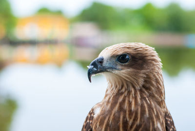 Close-up of a bird looking away