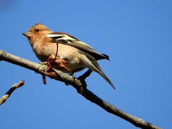 Low angle view of bird perching on branch against clear blue sky