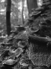 Close-up of tree trunk in forest