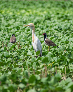 Ducks on a field