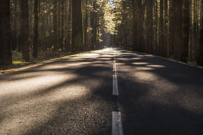 Empty road amidst trees in forest