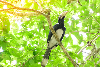 Low angle view of bird perching on tree