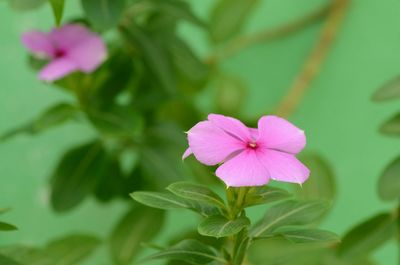 Close-up of pink flower