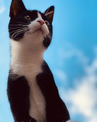 Close-up of a cat looking away