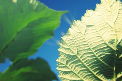 Close-up of leaves against clear sky