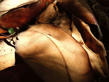 Close-up of leaves