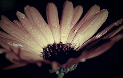 Close-up of wet plant