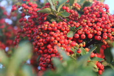 Close-up of berries growing on plant