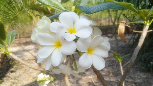 Close-up of white flowers blooming outdoors