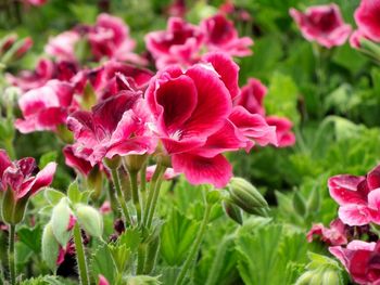 Close-up of pink flowers